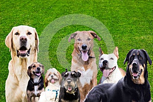 Large group of dogs looking at the camera on green grass background