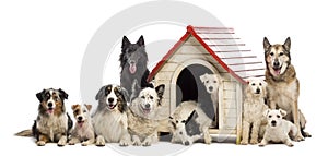 Large group of dogs in and surrounding a kennel