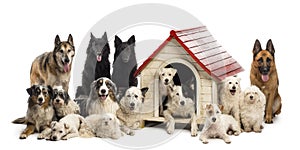 Large group of dogs in and surrounding a kennel