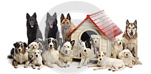 Large group of dogs in and surrounding a kennel against white background