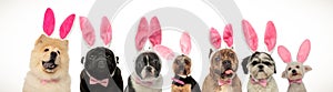 Large group of dogs wearing bunny ears for easter