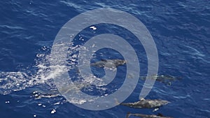 Large group of dolphins in the Atlantic Ocean