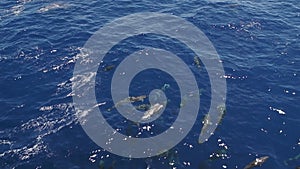 Large group of dolphins in the Atlantic Ocean