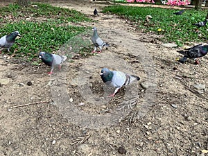 A large group of domineering pigeons are looking for food