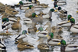 Large group of ducks swimming in river