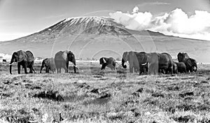 A large group of elephants at the base of Mount Kilimanjaro