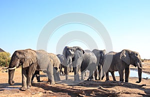 Large group of elephants congregate at a waterhole in Hwange National Park, Zimbabwe