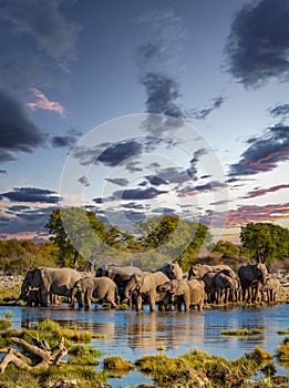 Large group of Elephants in Etosha park