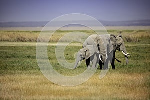 A large group of elephants gathered together