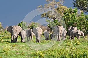 a large group of elephants in the wilds