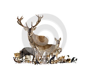 Large group of european fauna, red deer, red fox, bird, rodent, wild boar