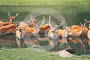 Large group of fallow deer resting in pond water at summer time. Herd animals dama dama swim chill in river on hot day. Wildlife