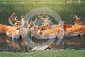 Large group of fallow deer resting in pond water at summer time. Herd animals dama dama swim chill in river on hot day. Wildlife