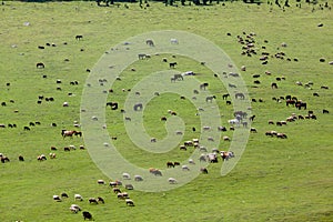 Large group of farm animals in the field