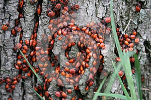 Large group of fire bugs on a tree