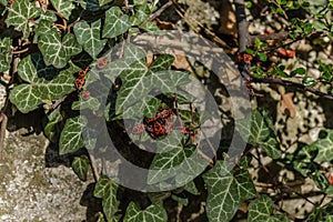 Large group of firebugs, Pyrrhocoris apterus, in their natural h