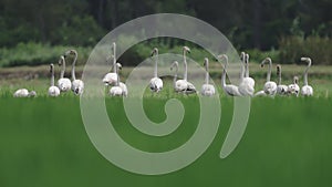 Large group of flamingoes with heads up observe traffic