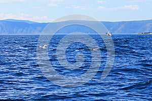 Large group flock of seagulls on sea lake water and flying in sky on summer sunset, toned with instagram retro hipster