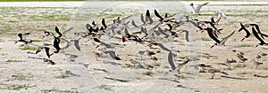 Large group of flying black skimmers