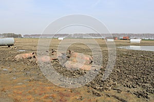 A large group of freerange pigs is lying in the mud in the dutch countryside