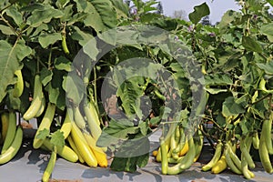 Large group of fresh green brinjal or aubergine in plant. long brinjals grown on horticultural farms