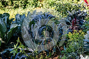 Large group of fresh organic green leaves of Lacinato, Black or Tuscan kale or leaf cabbage in an organic garden, in a sunny