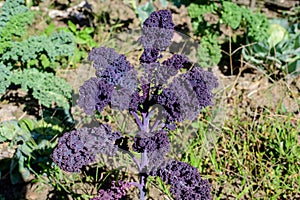 Large group of fresh organic green leaves of purple curly kale or leaf cabbage in an organic garden, in a sunny autumn day,