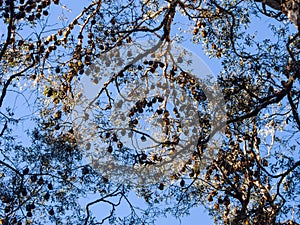 Large group of fruit bat or flying fox hanging on the tree branch Gold Coast Australia