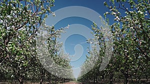 Large Group of Green Apples on the Ground Under Apple Tree