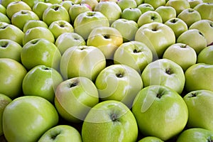 large group of green ripe apples background. texture of green colored apples