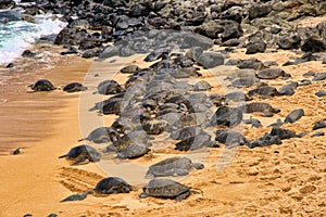 Large group of green sea turtle resting on Hookipa beach on Maui, Hawaii.