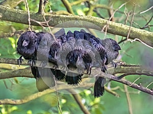 large group of Groove-billed Ani, Crotophaga sulcirostris huddles in the morning sun in winter. Colombia