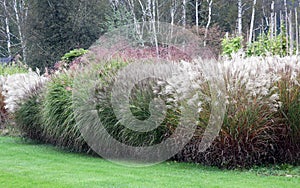 A large group of high-growing ornamental grasses