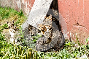 El gran grupo de sin hogar gatitos en la ciudad calles más cercano casa 