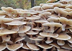 Large group of Honey wild mushrooms near the tree in the wood.