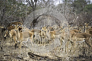 A large group of Impala standing in the dry bushveld together