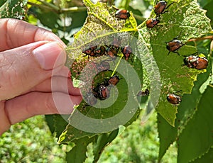 A large group of Japanese beetles popillia japonica on a grape leaf.