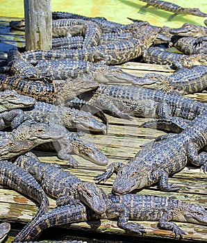 Large Group Of Juvenile Alligators Sunning Themselves