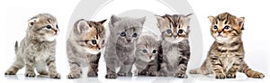 Large group of kittens against white background