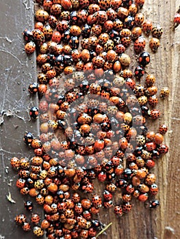 Large group of ladybirds some non-native to the UK hibernating inside wooden waste bin