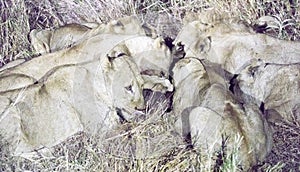 A large group of lions eating buffalo