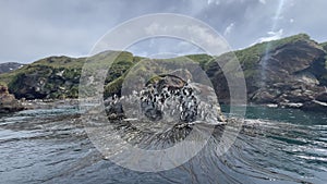 Large group of Macaroni penguins on rock at South Georgia