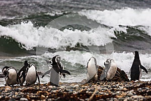 A large group of Magellanic penguins on a pebble beach