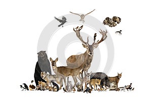 Large group of many european animals, fauna, bear, lynx, red deer, red fox, bird, rodent