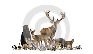 Large group of many european fauna, animals, bear, lynx, red deer, red fox, bird, rodent