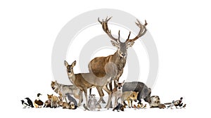 Large group of many european fauna, animals, red deer, red fox, bird, rodent