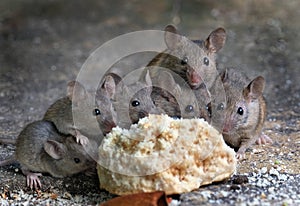 Large group of mice in garden.