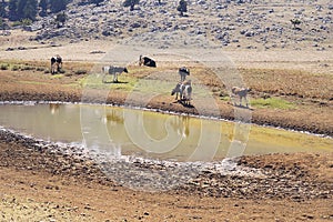 Large group of mixed breed feeder cattle.