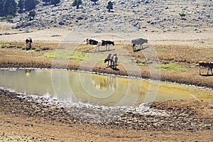 Large group of mixed breed feeder cattle at a watering pond