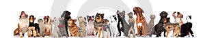 Large group of mixed dogs and cats looking up